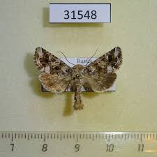 Attēlu rezultāti vaicājumam “Hadula trifolii”