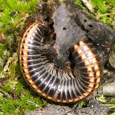 Attēlu rezultāti vaicājumam “Ommatoiulus vilnensis”