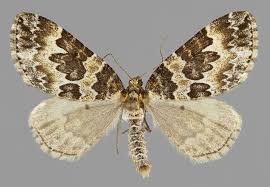 Attēlu rezultāti vaicājumam “Electrophaes corylata”