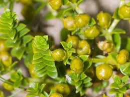 Attēlu rezultāti vaicājumam “Honckenya peploides bud”