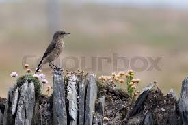 Attēlu rezultāti vaicājumam “Anthus petrosus”