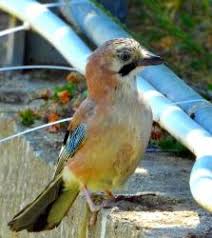 Attēlu rezultāti vaicājumam “Garrulus glandarius adult”