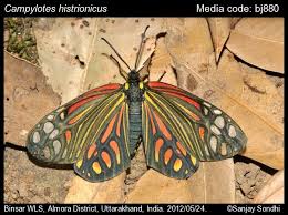 Attēlu rezultāti vaicājumam “Zygaenidae”