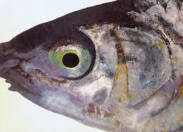 Image result for Chondrostoma nasus