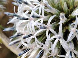 Attēlu rezultāti vaicājumam “Echinops sphaerocephalus”
