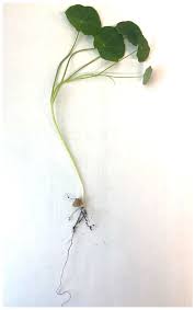 Attēlu rezultāti vaicājumam “Tropaeolum majus leaf”