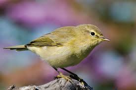Image result for Phylloscopus ibericus