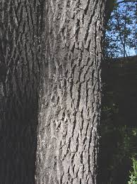 Attēlu rezultāti vaicājumam “Fraxinus pennsylvanica fruit”
