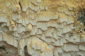 Attēlu rezultāti vaicājumam “Skeletocutis stellae”