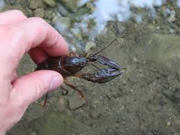 Attēlu rezultāti vaicājumam “Astacus astacus”