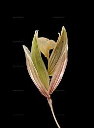 Attēlu rezultāti vaicājumam “Melica nutans”