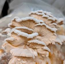 Attēlu rezultāti vaicājumam “Schizophyllum commune”