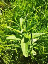 Attēlu rezultāti vaicājumam “Mentha longifolia”