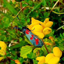 Attēlu rezultāti vaicājumam “Zygaena lonicerae larva”