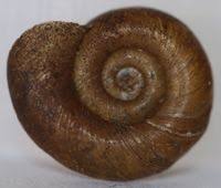 Attēlu rezultāti vaicājumam “Planorbis planorbis”