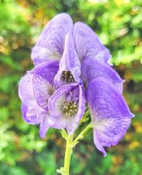 Attēlu rezultāti vaicājumam “Lycogala maculatum young”