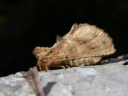 Attēlu rezultāti vaicājumam “Ptilodon capucina”