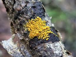 Attēlu rezultāti vaicājumam “Badhamia affinis”