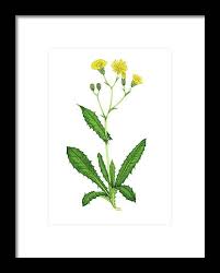 Attēlu rezultāti vaicājumam “Crepis paludosa flower”