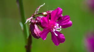 Attēlu rezultāti vaicājumam “Silene viscaria flower”
