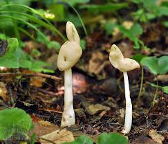 Attēlu rezultāti vaicājumam “Helvella elastica”