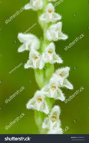 Attēlu rezultāti vaicājumam “Goodyera repens flower”