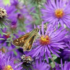 Attēlu rezultāti vaicājumam “Symphyotrichum novae-angliae”