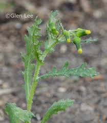 Attēlu rezultāti vaicājumam “Senecio vulgaris leaf”