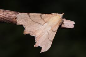 Attēlu rezultāti vaicājumam “Ennomos erosaria”