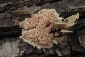 Attēlu rezultāti vaicājumam “Steccherinum bourdotii”