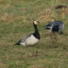 Attēlu rezultāti vaicājumam “Branta leucopsis adult”