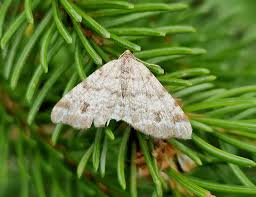 Attēlu rezultāti vaicājumam “Macaria signaria”