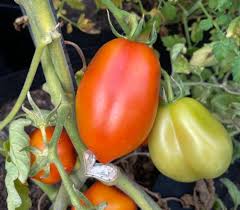 Afbeeldingsresultaat voor amana orange beefsteak tomato