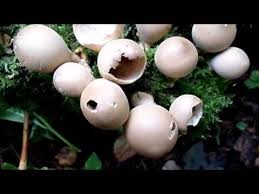 Attēlu rezultāti vaicājumam “Lycoperdon pyriforme sessile”