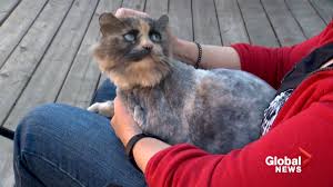 Image result for cat found