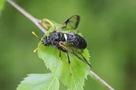 Attēlu rezultāti vaicājumam “Cimbex femoratus”