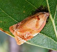 Attēlu rezultāti vaicājumam “Pandemis cinnamomeana female”