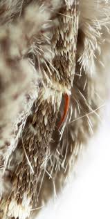 Attēlu rezultāti vaicājumam “Mamestra brassicae exuvia”