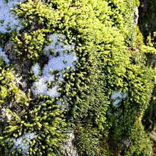 Attēlu rezultāti vaicājumam “Hedwigia ciliata sporophyte”