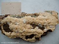 Attēlu rezultāti vaicājumam “Perenniporia medulla-panis”