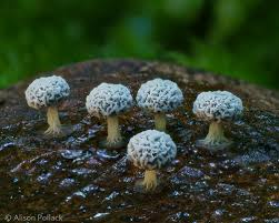 Attēlu rezultāti vaicājumam “Didymium squamulosum”