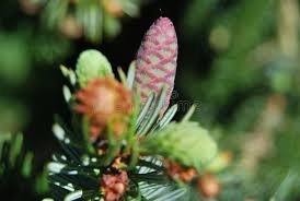 Attēlu rezultāti vaicājumam “Picea abies fruit”