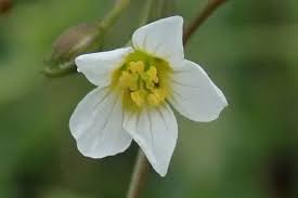 Attēlu rezultāti vaicājumam “Linum catharticum flower”