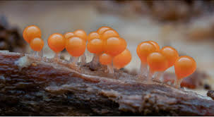 Attēlu rezultāti vaicājumam “Leocarpus fragilis var. bisporus spores”