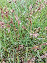 Attēlu rezultāti vaicājumam “Luzula campestris”