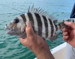 Image result for Archosargus probatocephalus