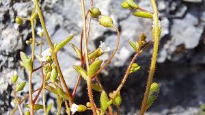 Attēlu rezultāti vaicājumam “Saxifraga tridactylites fruit”