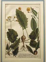 Attēlu rezultāti vaicājumam “Hieracium murorum flower”