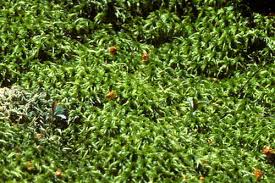 Attēlu rezultāti vaicājumam “Sphagnum teres”