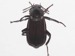 Attēlu rezultāti vaicājumam “Necrodes littoralis”